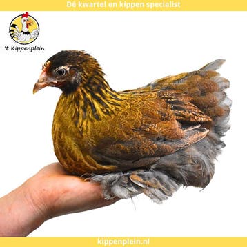 Tamme, Rustige Cochin Kriel te koop!, Dieren en Toebehoren, Meerdere dieren, Kip