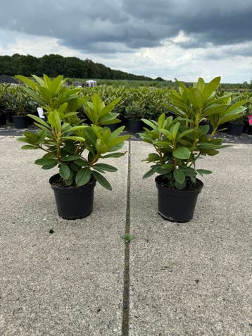 Rhododendrons in diverse kleuren, Tuin en Terras, Planten | Tuinplanten, Ophalen of Verzenden, Overige soorten