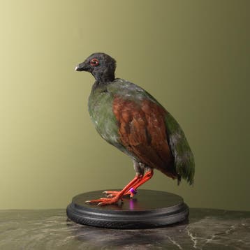 Roelroel V Taxidermie Opgezette Dieren By Max, Ophalen of Verzenden, Nieuw, Vogel, Opgezet dier