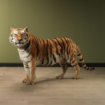 Tijger Staand Taxidermie Opgezette Dieren By Max, Ophalen of Verzenden, Nieuw, Wild dier, Opgezet dier