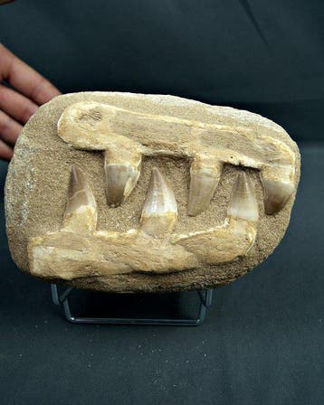 Mosasaurus - Fossiele matrix (Zonder minimumprijs), Antiek en Kunst