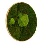 Vintlux Mosschilderij Rond 80 cm Ongelakt Eiken - Esbjerg, Nieuw