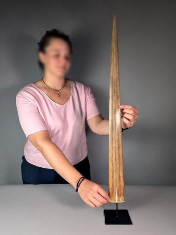 Zwaardvisrostrum Rostrum op een standaard - Xiphias gladius, Verzamelen, Nieuw