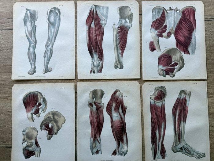 P. S. Duval (XIX) - A Series of Anatomical Plates, spieren, Antiek en Kunst, Antiek | Overige Antiek