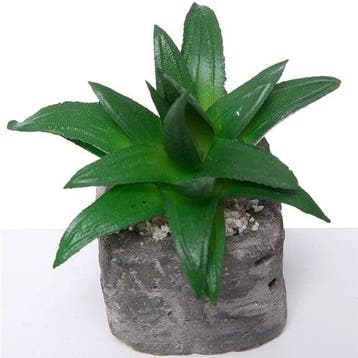 Succulent in Steeneffectpotje 8 cm per stuk, Ophalen of Verzenden, Nieuw