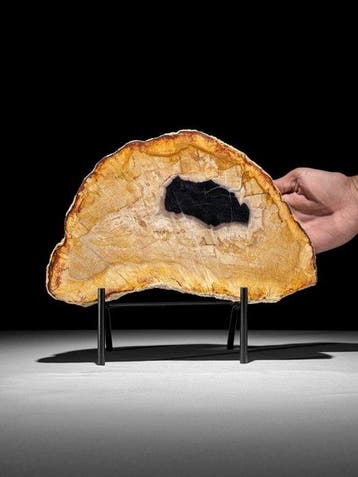 Prachtige plak versteend hout op een op maat gemaakte