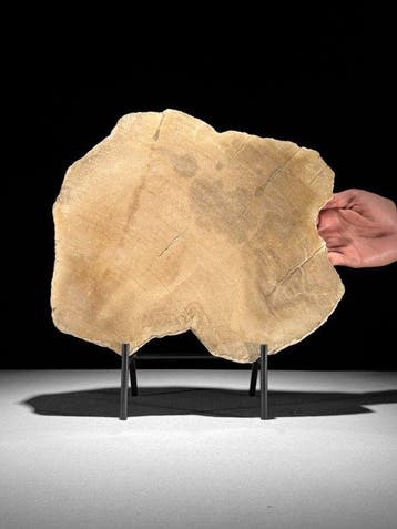 Prachtige schijf versteend hout op een op maat gemaakte