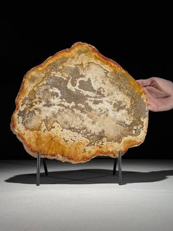 C - Prachtige grote plak versteend hout op een maatwerk