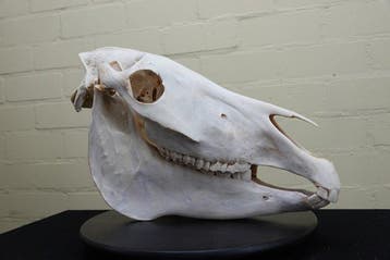 Steppezebra Schedel - Equus quagga - 46 cm - 31 cm - 19 cm-, Nieuw