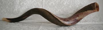 Jemenitische Shofar Extra Large (kosher), Muziek en Instrumenten, Blaasinstrumenten | Overige, Nieuw