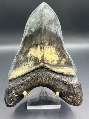 Megalodon - Fossiele tand - Carcharocles megalodon - 13.9 cm, Verzamelen, Mineralen en Fossielen