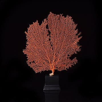 Oranje waaierkoraal (gorgonie) Koraal - Paramuricea Clavata, Nieuw
