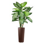 Dieffenbachia kunstplant, H175cm, Ophalen of Verzenden, Overige soorten, 150 tot 200 cm