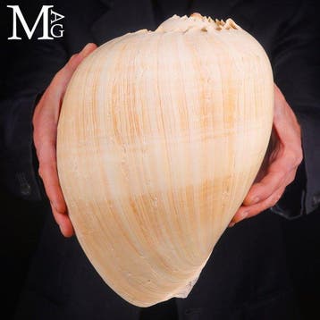 Zeldzame grote Filipijnse Melo Broderipii-schelp - Grote, Antiek en Kunst