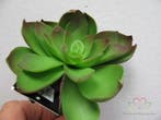 Echeveria Groen Latex Succulent, Ophalen of Verzenden, Nieuw