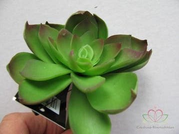 Echeveria Groen Latex Succulent, Ophalen of Verzenden, Nieuw