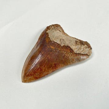 Megalodon - Fossiele tand - 140 mm - 104 mm, Verzamelen, Nieuw