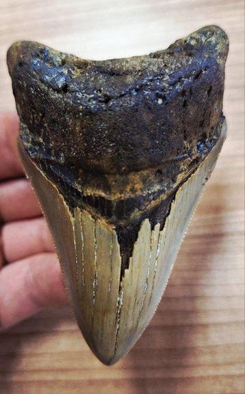 Megalodon - Fossiele tand - 9.4 cm - 6.1 cm