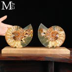 Prehistorische elegantie: Cleoniceras Sezionata -