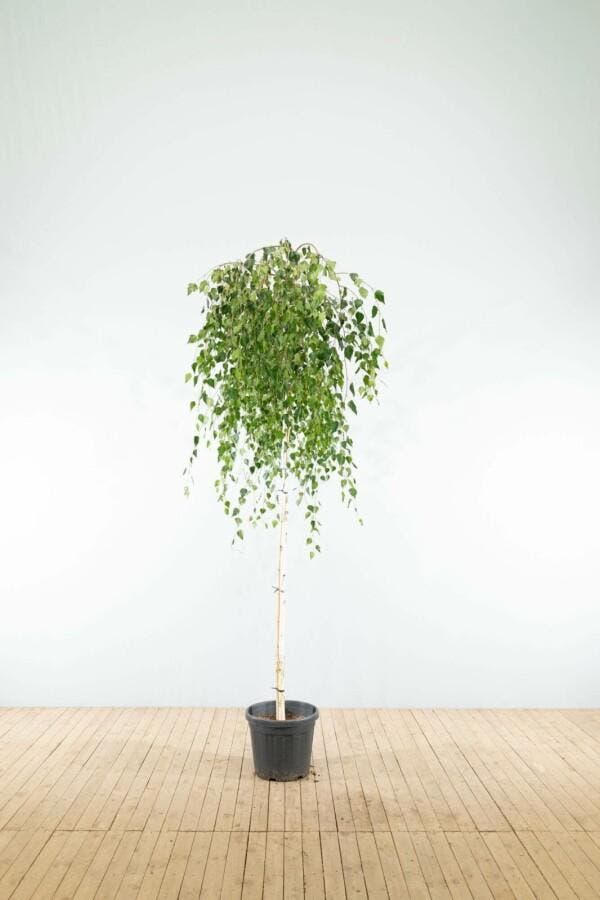 Betula pendula Youngii treurvorm 14/16, Tuin en Terras, Planten | Tuinplanten
