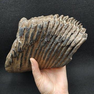 Wolharige mammoet - Fossiele tand - Mammuthus primigenius