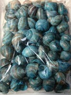 Landsnail small geverfde schelpen Turquoise 250 gram, Ophalen of Verzenden, Nieuw