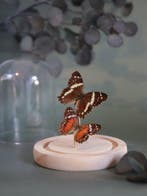 Vlinder Taxidermie volledige montage - Véritable Anartia