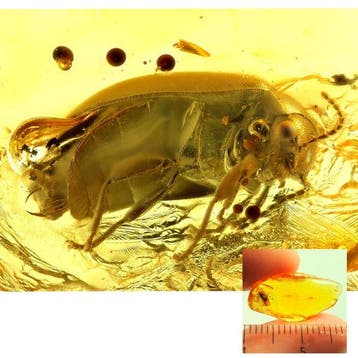 Amber - Barnsteen - beetle - 19 mm - 3 mm