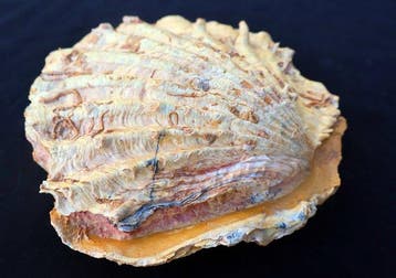 Gefossiliseerde schelp - Cténostreon - 12 cm - 11 cm
