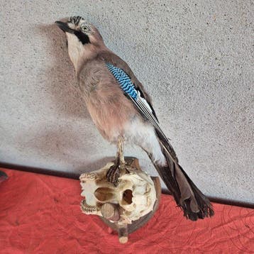 Blauwe gaai van de eiken Taxidermie wandmontage - Garrulax, Nieuw