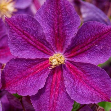 Clematis Star of India container (C2) Sierplanten, Verzenden, Overige soorten, Struik