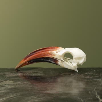 Roodsnaveltok M Schedel Taxidermie Opgezette Dieren By Max, Verzamelen, Dierenverzamelingen, Ophalen of Verzenden, Nieuw, Vogel
