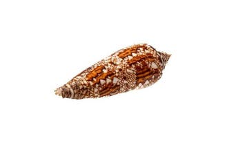 Conus bengalensis - Zeldzame Glorie van Bengal -