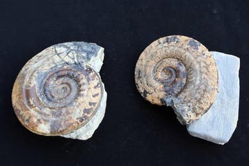 Gefossiliseerde schelp - Hildoceras bifrons