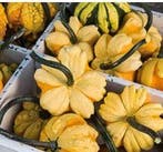 Daisy kalebas 250 zaden, Ophalen of Verzenden, Nieuw