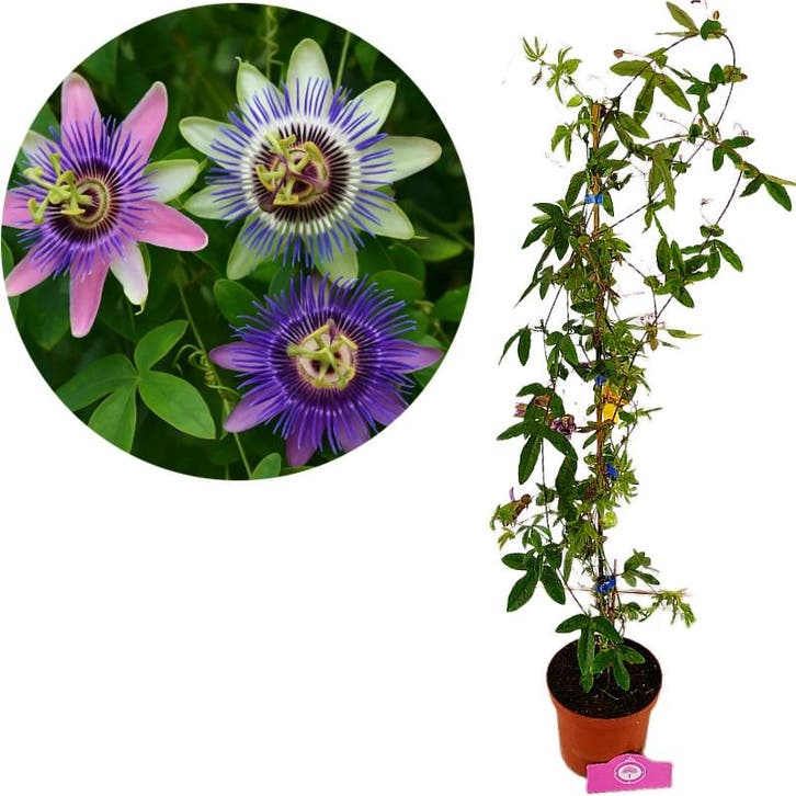 Passiflora caerulea tricolor+ pot 17cm, Tuin en Terras, Planten | Fruitbomen, Volle zon, Verzenden