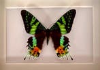 Vlinder Taxidermie volledige montage - Urania Ripheus - 15