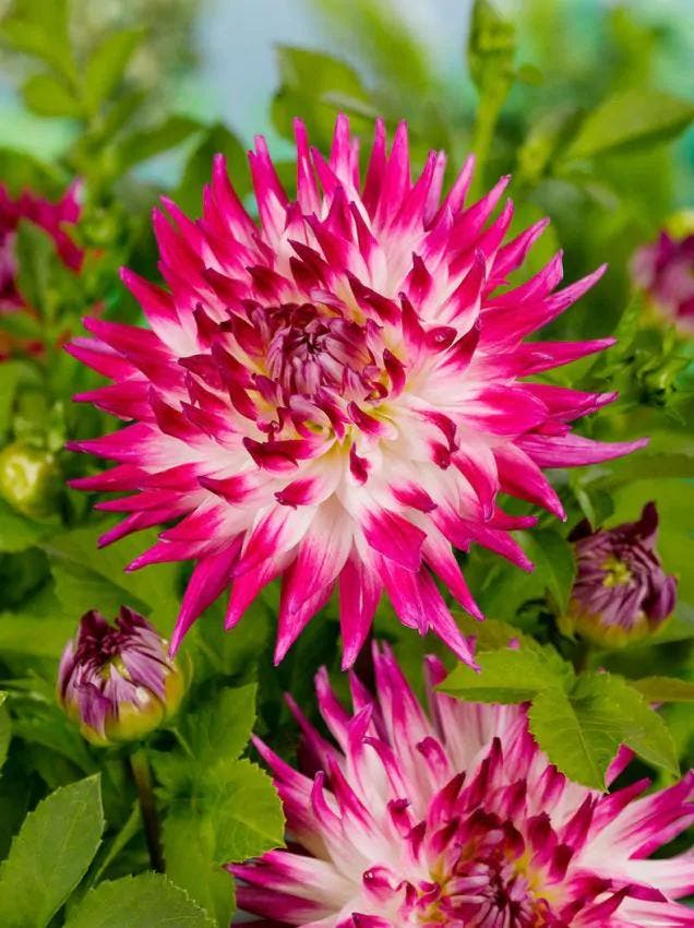 Dahlia Dutch explosion (paars-wit, Dahlia’s kopen?), Tuin en Terras, Bloembollen en Zaden, Ophalen of Verzenden
