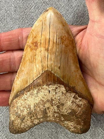 Groot Megalodon-tand 12,8 cm - Fossiele tand - Carcharocles