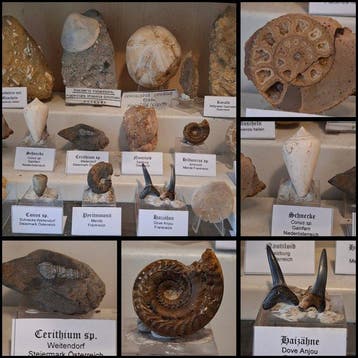 Oude fossielenverzameling ca. 23 stuks - Fossiele matrix