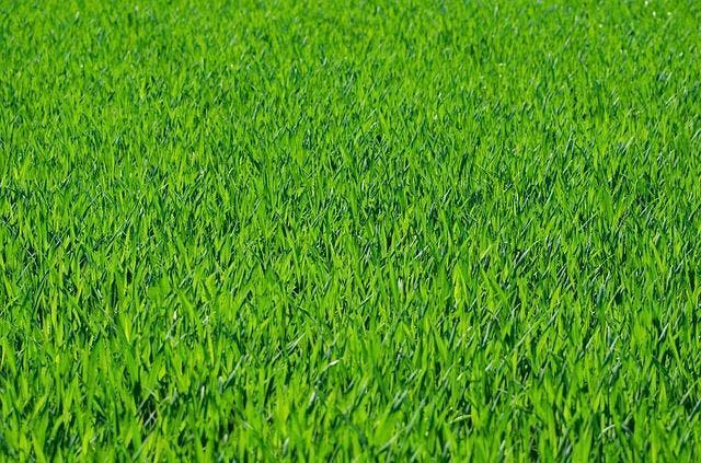 NIEUW KUNSTGRAS AANLEGGEN? NU 4x OFFERTE Prijzen VERGELIJKEN, Tuin en Terras, Gras en Kunstgras, Kunstgras, Nieuw
