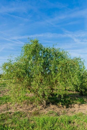 Salix babylonica Tortuosa meerstammig