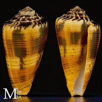 Conidae-schelpenexemplaar Zeeschelp - Conus Magus forma, Verzamelen, Nieuw