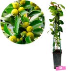 Psidium cattleianum Yellow + pot 17cm, Verzenden, Volle zon