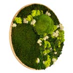 Vintlux Mosschilderij Rond 40 cm Ongelakt Eiken - Floro, Nieuw