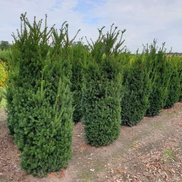 Taxus Media Hillii 60-80 cm - Pot