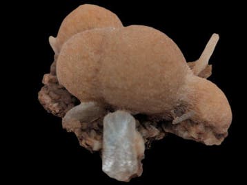 thomsoniet/stilbiet Kristallen op matrix - Hoogte: 7.5 cm -