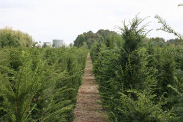 Taxus Baccata kwekerij Noord Brabant struiken hagen, Vaste plant, Bloeit niet, Halfschaduw, Ophalen