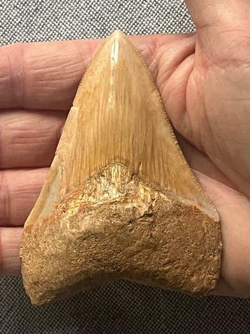 Megalodon-tand 9,2 cm - Fossiele tand - Carcharocles