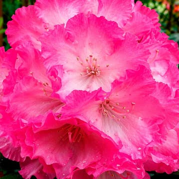 Rhododendron yakushimanum Fantastica container (P23), Verzenden, Overige soorten, Volle zon